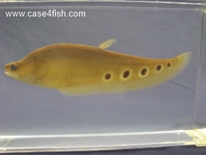 Foto Galerie/Osteoglossiformes/Chitala ornata/Chitala ornata_03_S.jpg